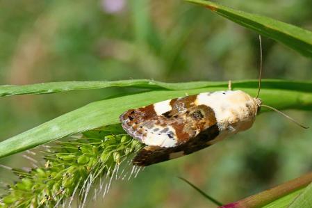 Polilla búho en el huerto medieval del monasterio de Pedralbes.