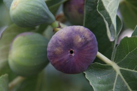 Higuera en el Tarròs.