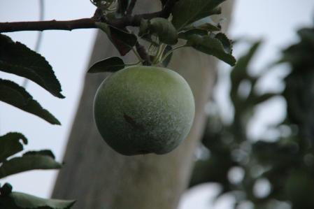 El fruto de los árboles en un campo del Tarròs.