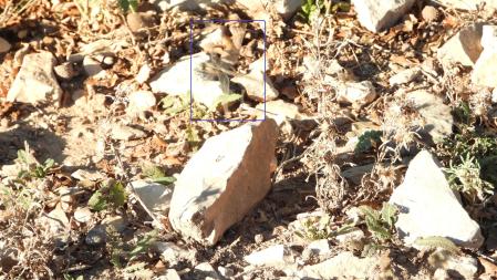 Lugar dónde aparece la libélula en la imagen.