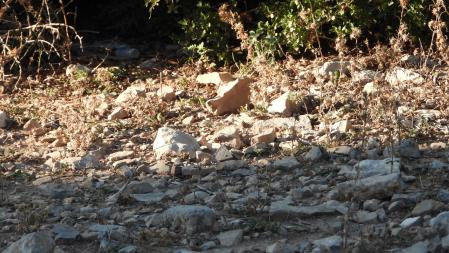 Reto visual: ¿Dónde está la libélula?