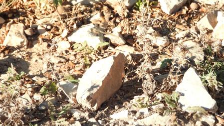 Reto visual: ¿Puedes encontrar a la libélula?