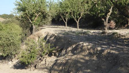 Reto visual: ¿Eres capaz de ver al conejo?