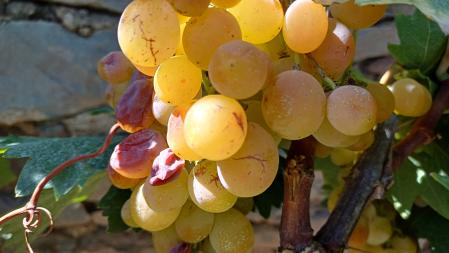 Consecuencias del estrés hídrico en los racimos de uva en un viñedo de Artés.