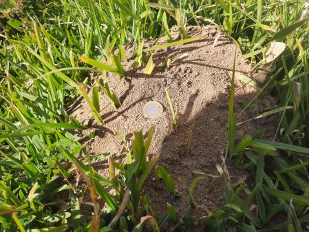 Hormiguera de hormiga roja de fuego localizado cerca de Siracusa  .