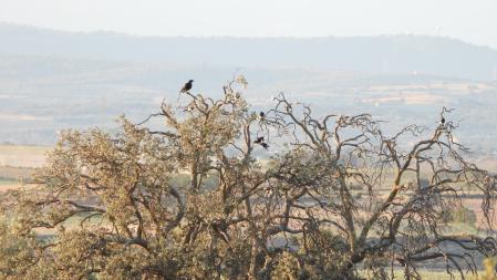 Reto visual: ¿Eres capaz de encontrar a los 6 pájaros de la fotografía?