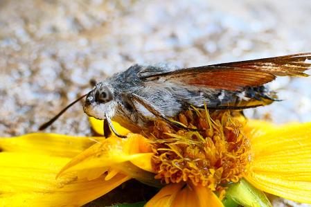 Esfinge colibrí.