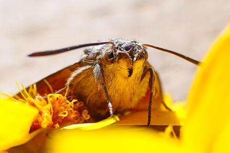 Esfinge colibrí.