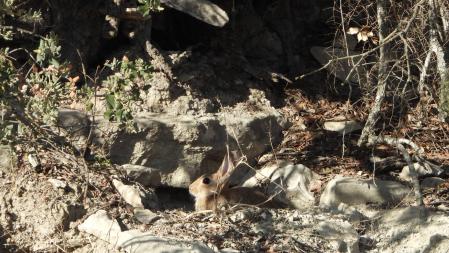 El conejo que buscamos, en detalle.