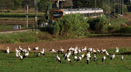 Cigüeñas en las afueras de Vic.