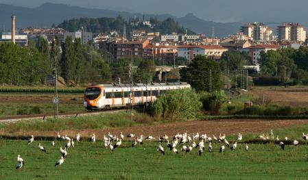 Cigüeñas en las afueras de Vic.