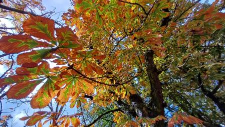 Colores otoñales en las hojas de los castaños en Vallfogona de Riucorb.