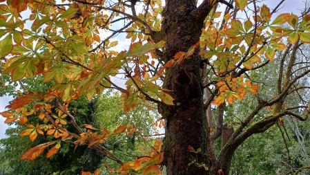 Colores otoñales en las hojas de los castaños en Vallfogona de Riucorb.