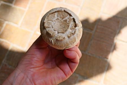 El champiñón silvestre.