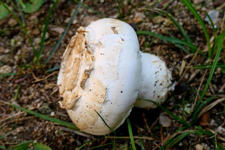 El champiñón silvestre.