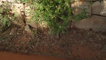 Reto visual: ¿Eres capaz de ver al caballito del diablo azul?