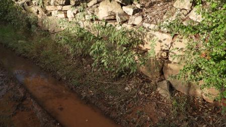 Reto visual: ¿Dónde está el caballito del diablo azul?