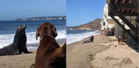 La sorprendente amistad entre un perro y un lobo marino: 