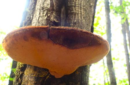 Bolet de soca en Molló.