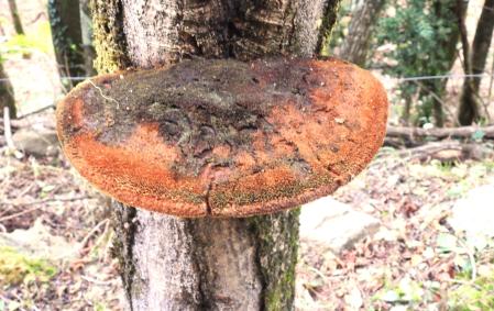Una parásita seta de cepa en un árbol en Molló.