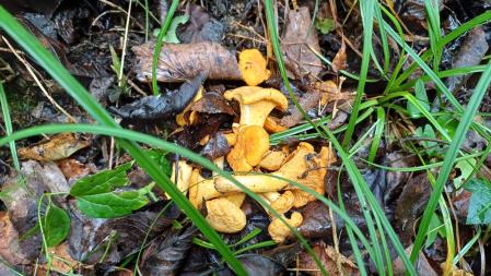 Primeras setas en el Berguedà.