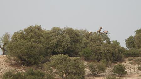 Reto visual: ¿Dónde está el águila?