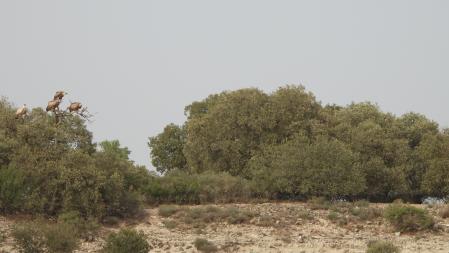 Reto visual: ¿Puedes ver dónde está el águila en esta imagen?