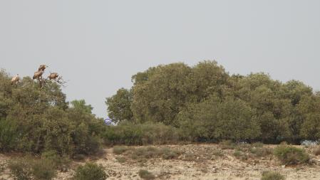 La posición del águila señalizada.