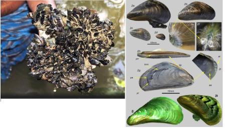 Mejillón de la especie ' Mystella strigata '   .