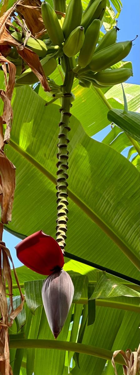 Ruta por la desembocadura del río Algar.