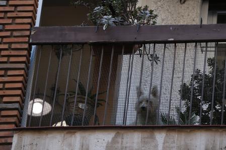 Un perro es visto en una terraza de un domicilio de Madrid.