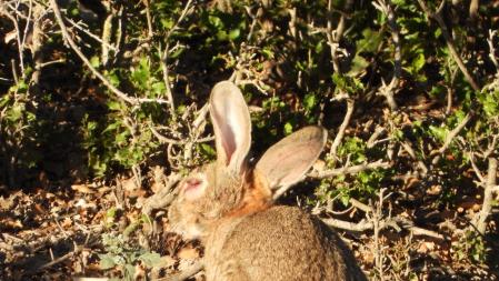 Conejo con mixomatosis.
