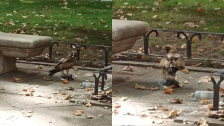 Un águila real captura una paloma en pleno corazón de la ciudad de Madrid