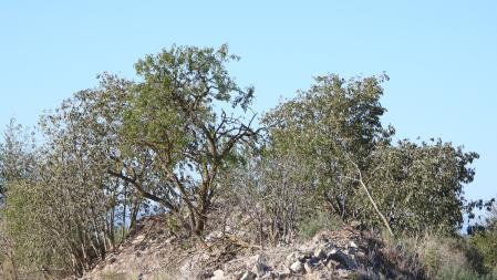 Reto visual: ¿Puedes encontrar al colirrojo real?