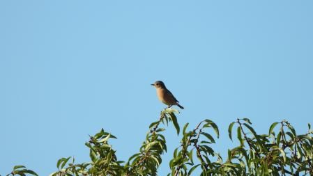 Detalle del pájaro.