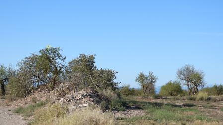La posición del colirrojo real señalizada.