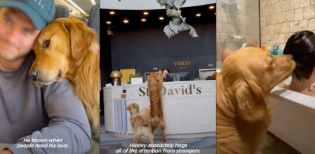 La estrategia de un Golden Retriver para llamar la atención de los pasajeros de un tren