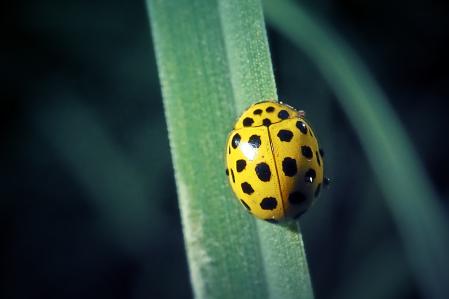 Mariquita de veintidós puntos