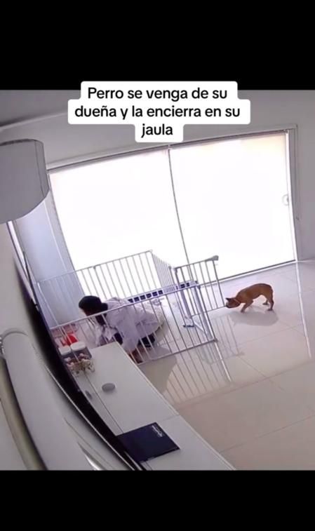 El perro que encierra a su propietaria