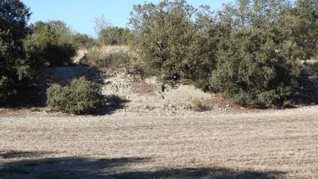 Reto visual: ¿Puedes encontrar al conejo en esta imagen?
