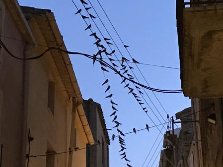 El alboroto de las golondrinas.