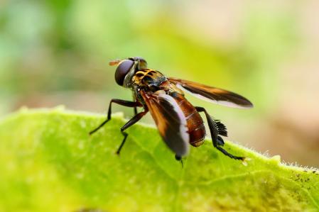 La mosca Trichopoda pennipes en el huerto del monasterio de Pedralbes.