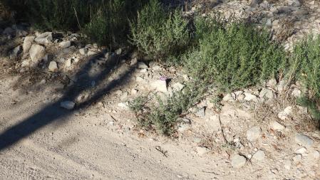 Solución al Reto visual del saltamontes.