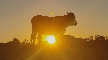 Amanecer de las vacas en Cardona.