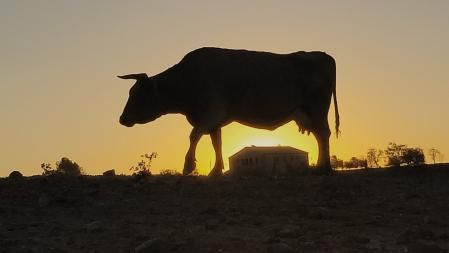 Amanecer de las vacas en Cardona.