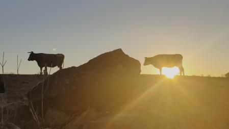 Amanecer de las vacas en Cardona.