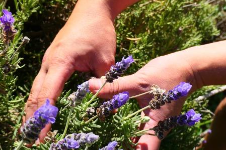 El biólogo Robert Vidal tocando unas flores de lavanda.