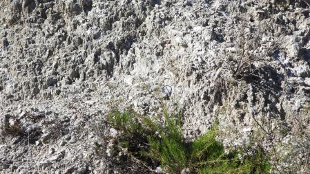 La posición de la mariposa señalizada.