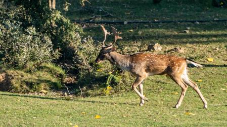 La brama en la Garrotxa.