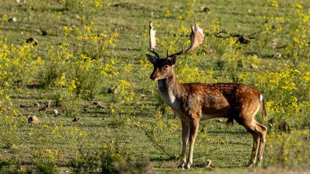 La brama en la Garrotxa.